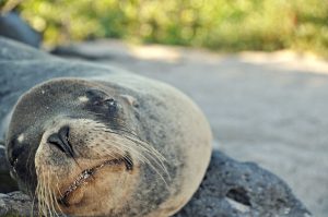 Galapgos Seal - Photo by Will Daravong
