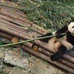 10 days of Pandas, Culture, Cuisine and the Magnificent Yangtze