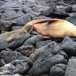 The Galapagos Islands – The Eighth Wonder of the World