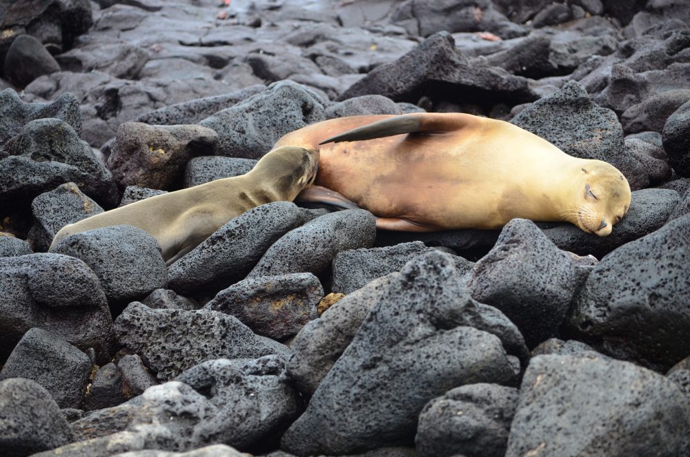 The Galapagos Islands - The Eighth Wonder of the World