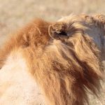 Acacia Africa releases 2018 Safari Wishlist