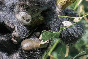Gorilla trekking in Uganda with Acacia Africa (c) IG @thecuckooproject