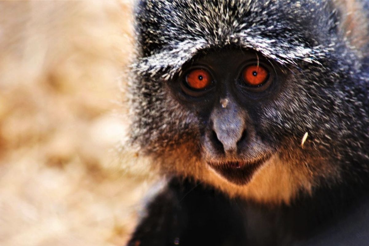 Lilongwe Wildlife Trust looking for Volunteers to research Samango Monkeys in Malawi