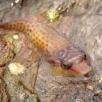 Wildlife Trusts hunt for shoals of citizen scientists for Shoresearch