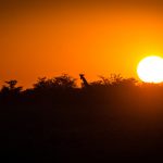 Get set to rediscover Africa with an Acacia Africa Safari