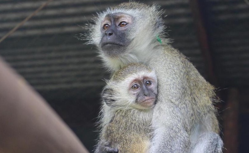 The Lilongwe Wildlife Centre is under huge pressure as the COVID-19 crisis has forced us to close our guided tours and suspend our volunteer placements.