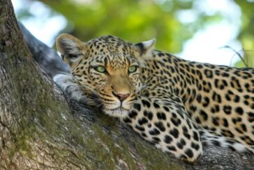 Acacia Africa adds Small Group Tours to nine Countries
