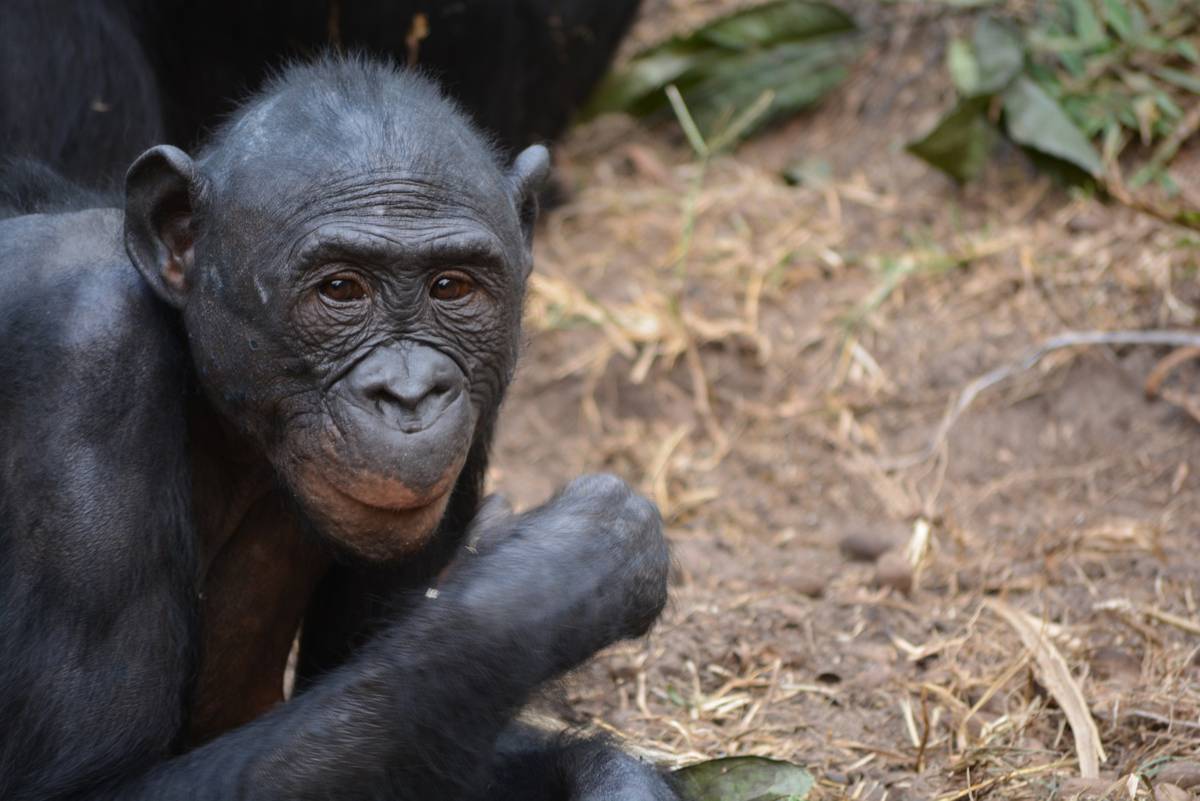 Celebrate World Bonobo Day