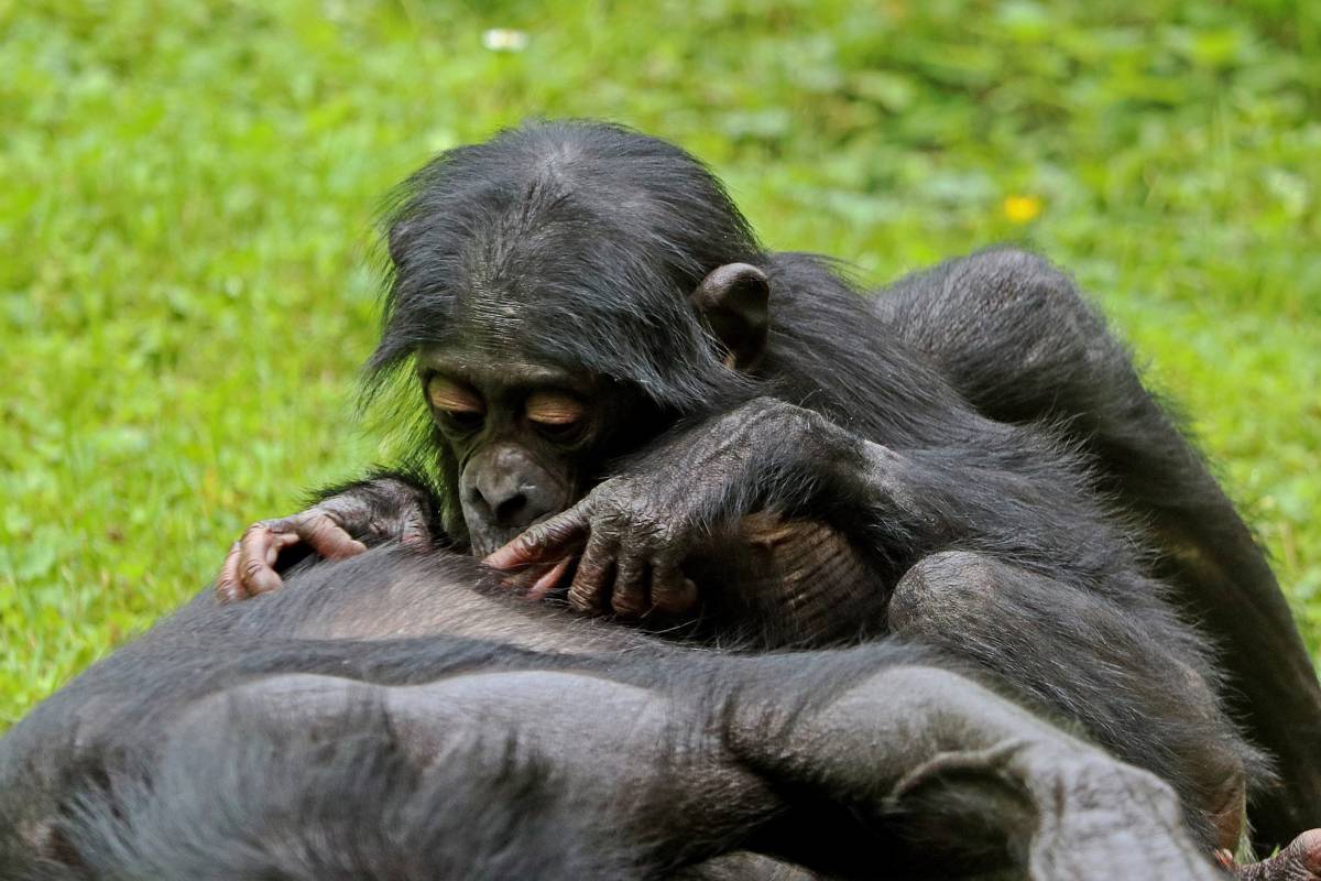 Celebrate World Bonobo Day