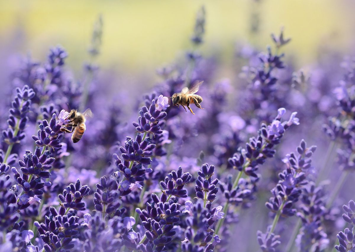 The buzz about World Bee Day