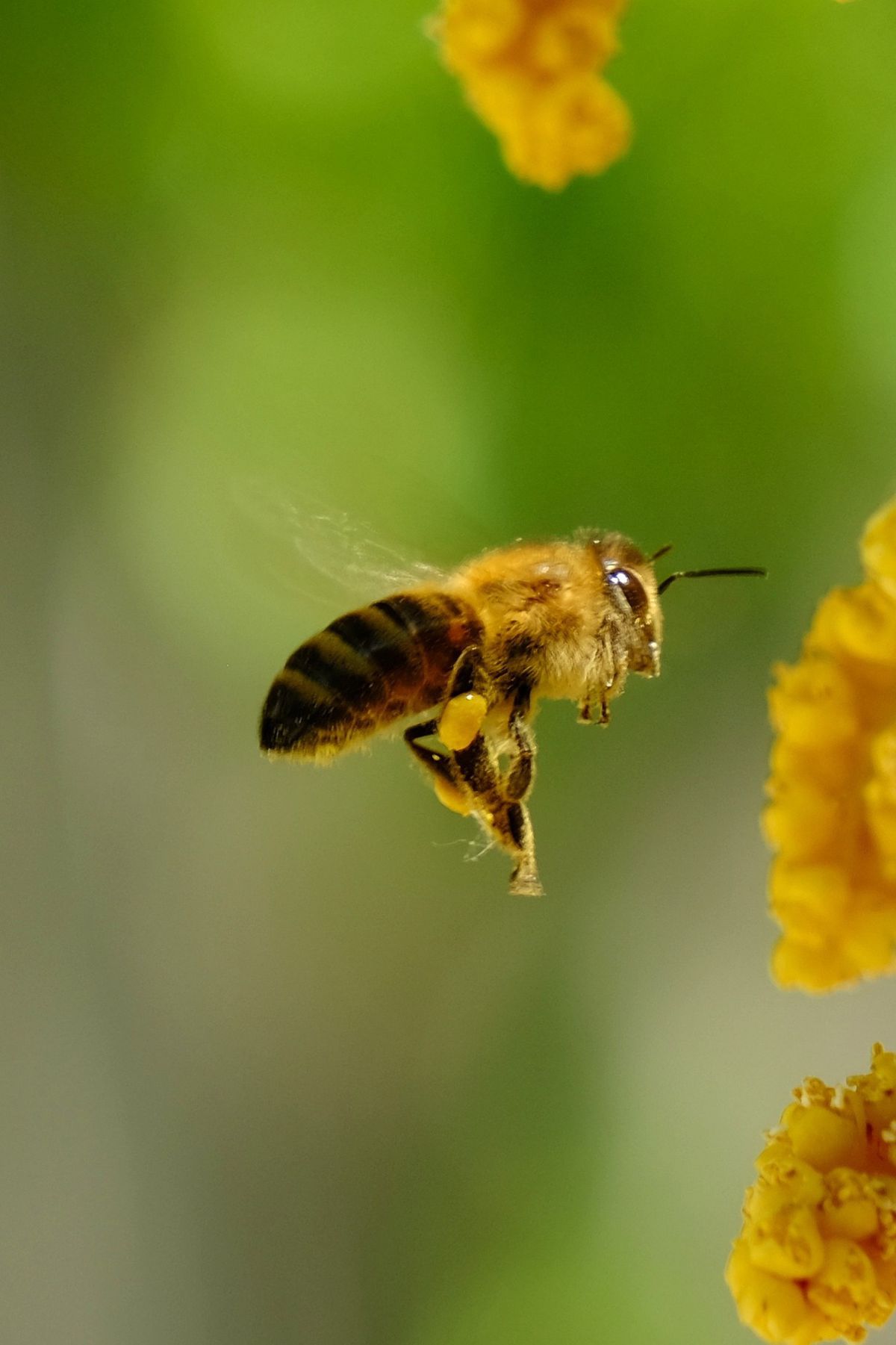 The buzz about World Bee Day