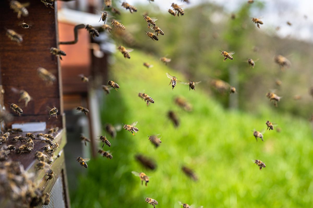 The buzz about World Bee Day