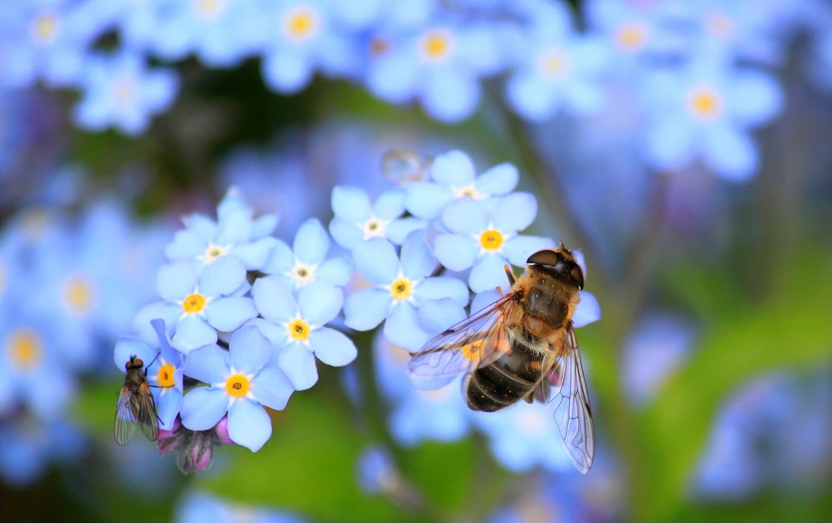 The buzz about World Bee Day