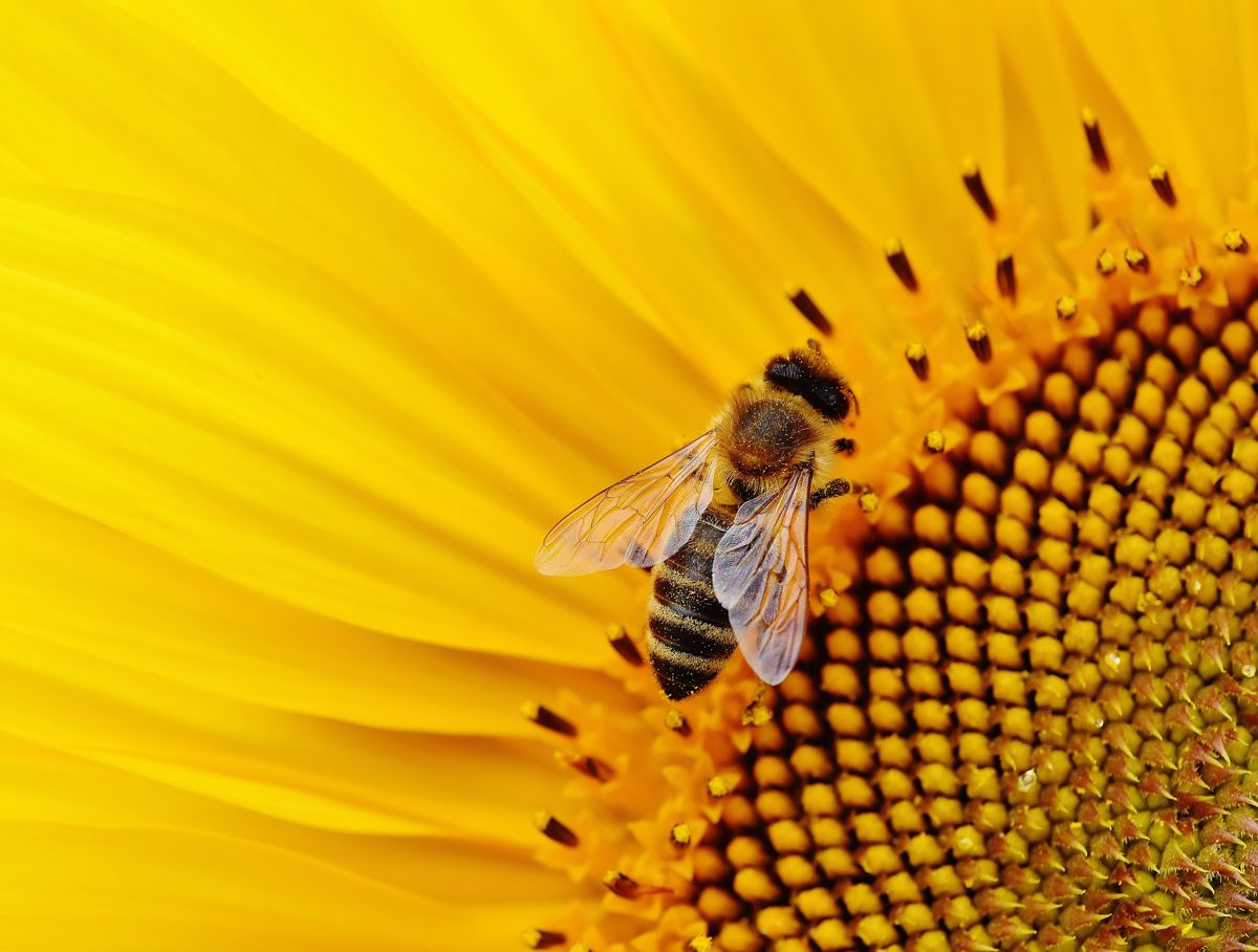 The buzz about World Bee Day