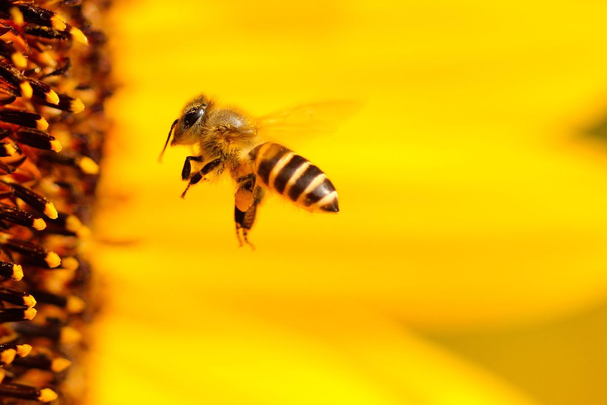 The buzz about World Bee Day