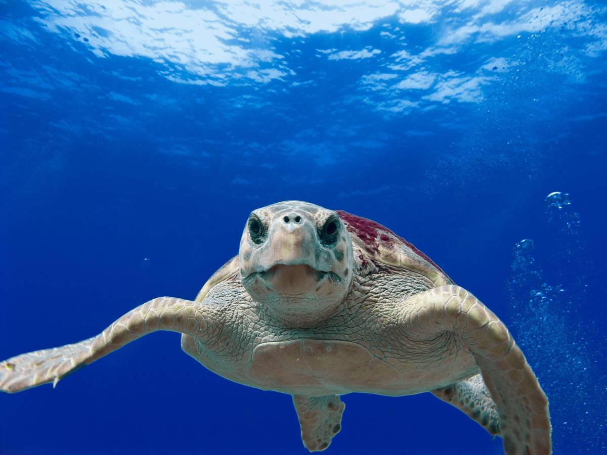 Celebrating the Shelled Wonders on World Turtle Day
