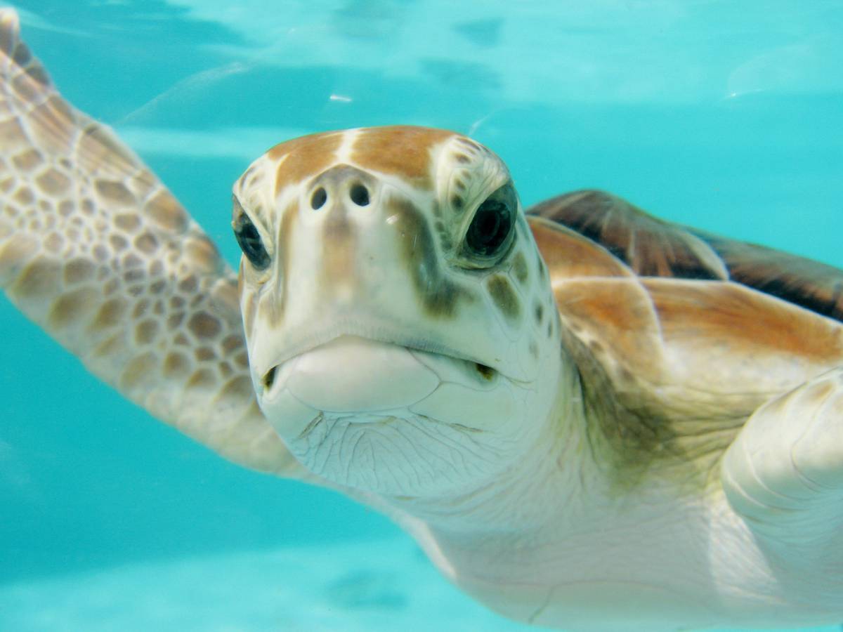 Celebrating the Shelled Wonders on World Turtle Day