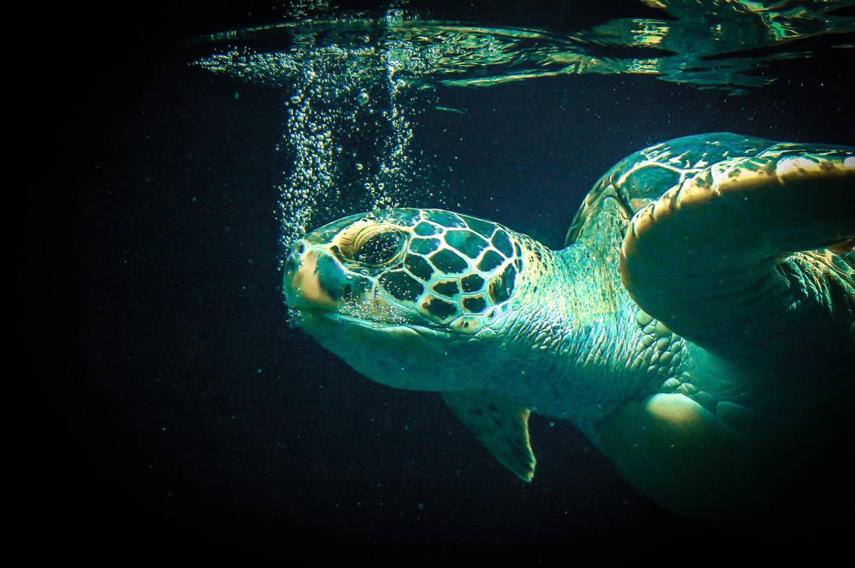 Celebrating the Shelled Wonders on World Turtle Day