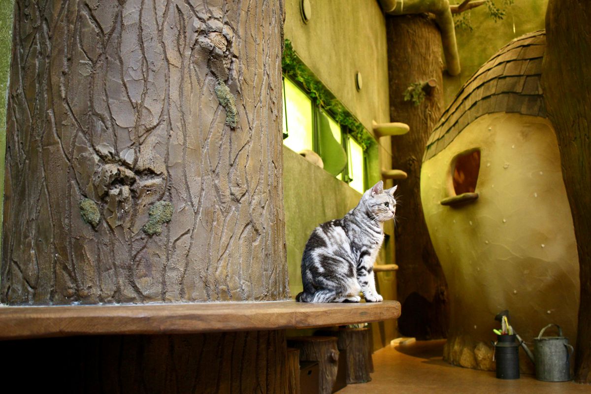 Japan's Cat Cafés are a Purrfect Escape