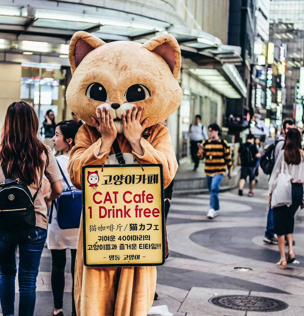 Japan's Cat Cafés are a Purrfect Escape