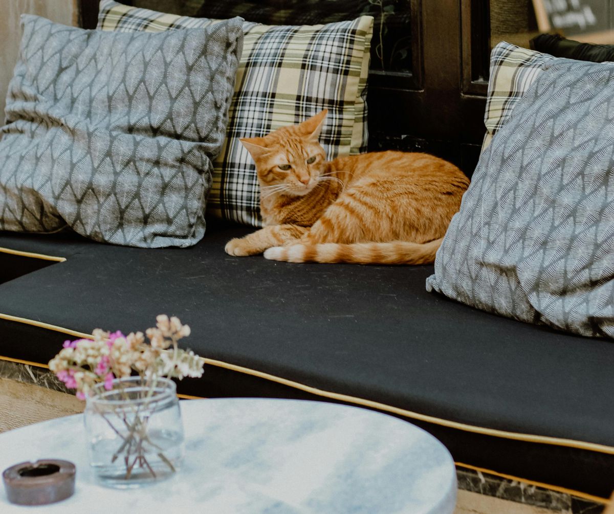 Japan's Cat Cafés are a Purrfect Escape