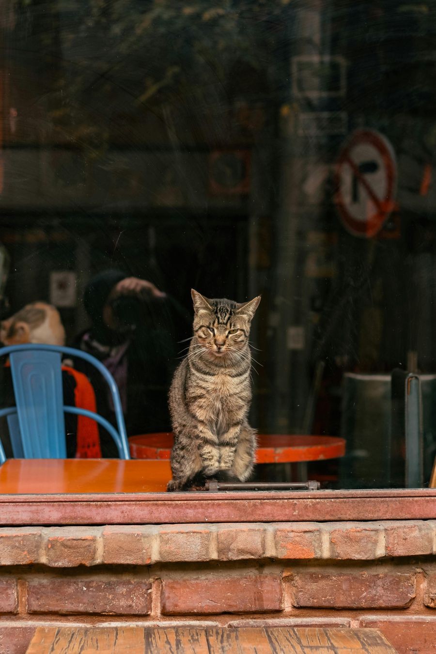 Japan's Cat Cafés are a Purrfect Escape