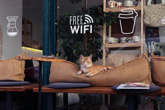 Japan's Cat Cafés are a Purrfect Escape