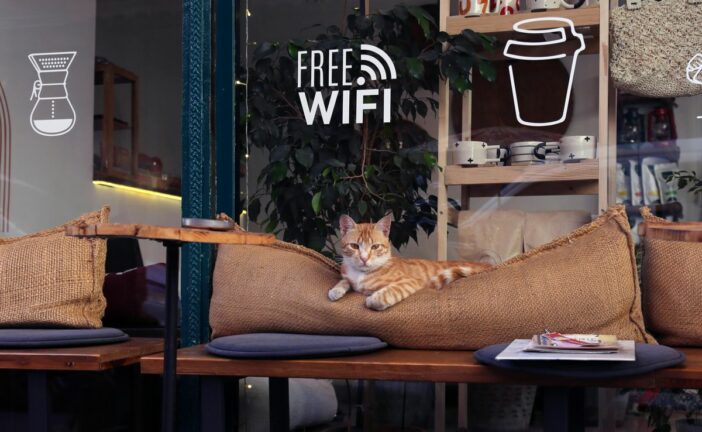 Japan's Cat Cafés are a Purrfect Escape
