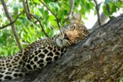 Into the Wild: Exploring Botswana’s Okavango Delta & Chobe