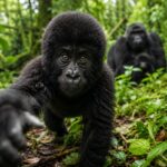 Netflix Sparks New Gorilla Trekking Excitement in Uganda