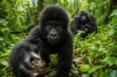 Netflix Sparks New Gorilla Trekking Excitement in Uganda