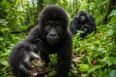 Netflix Sparks New Gorilla Trekking Excitement in Uganda