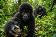 Netflix Sparks New Gorilla Trekking Excitement in Uganda