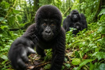 Netflix Sparks New Gorilla Trekking Excitement in Uganda