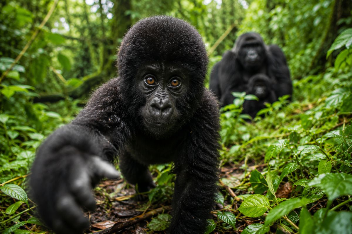 Netflix Sparks New Gorilla Trekking Excitement in Uganda