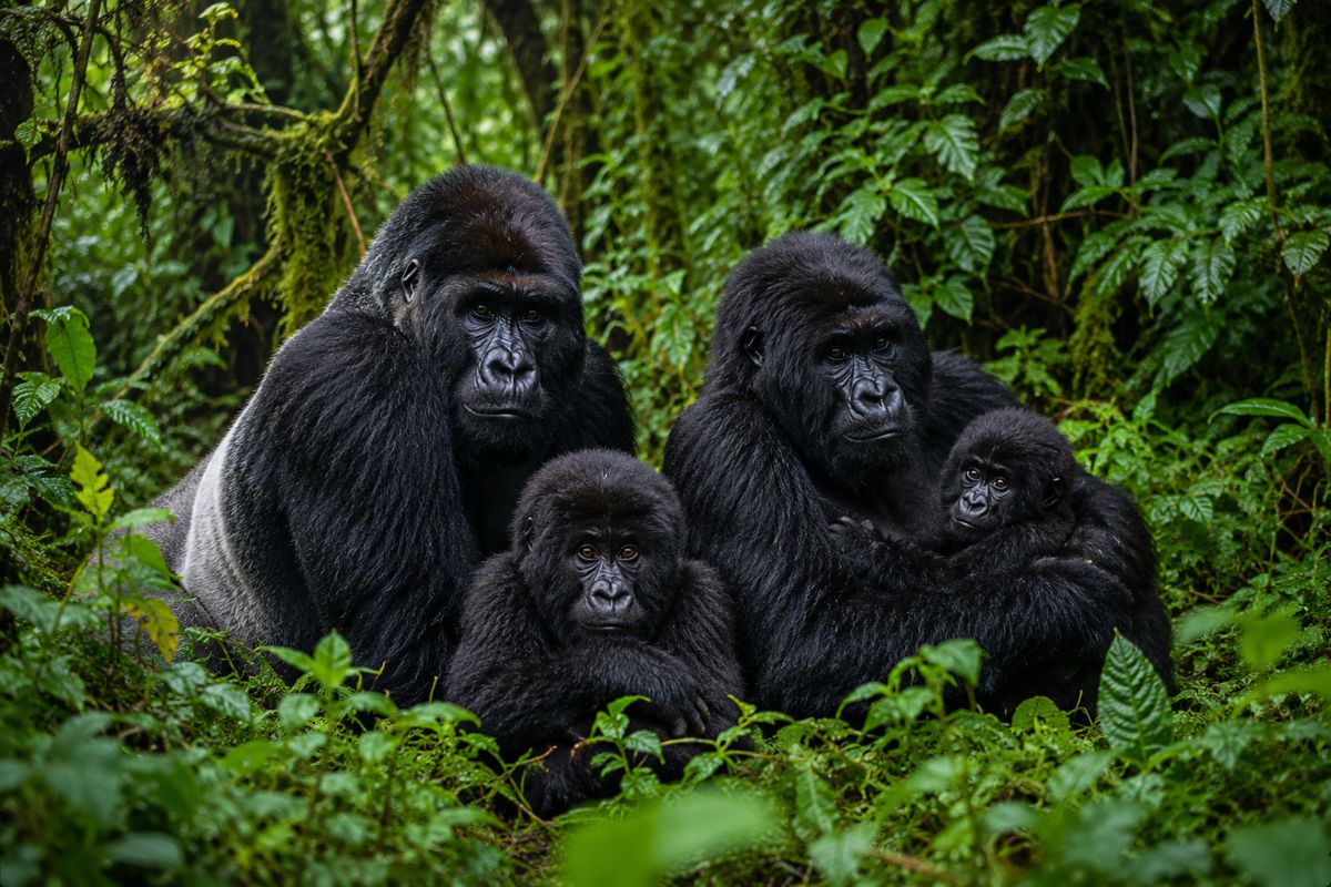 Netflix Sparks New Gorilla Trekking Excitement in Uganda