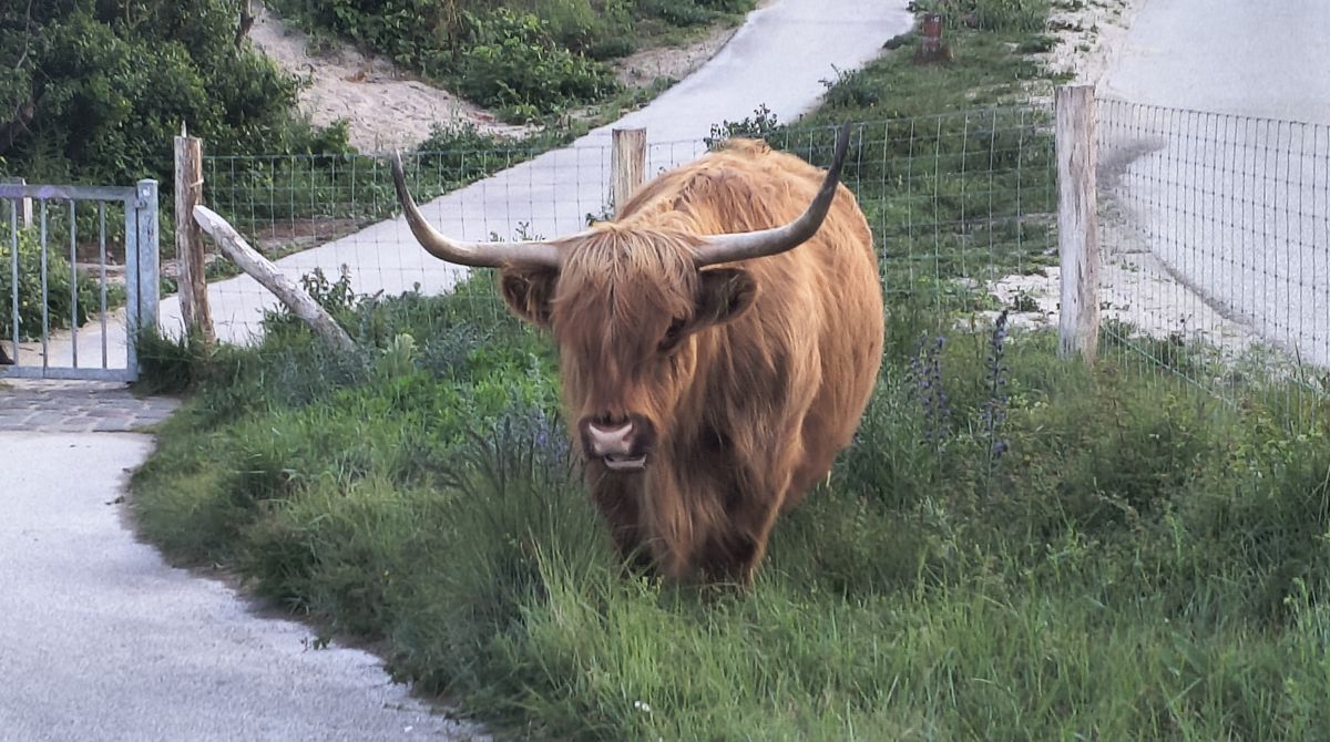 The Highlands in the Lowlands