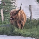 The Highlands in the Lowlands