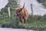 The Highlands in the Lowlands