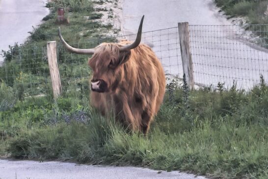 The Highlands in the Lowlands
