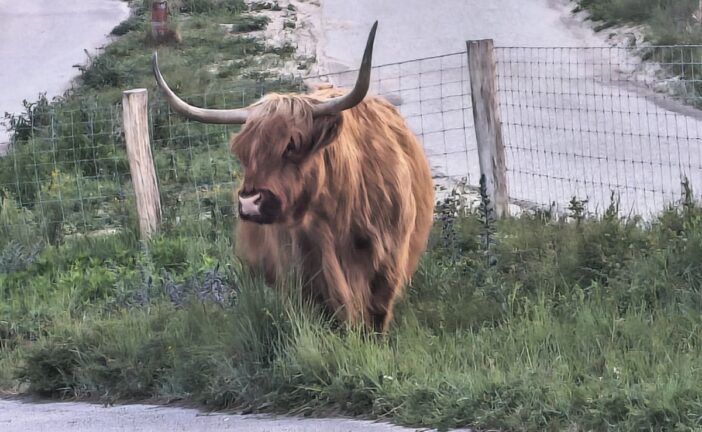 The Highlands in the Lowlands