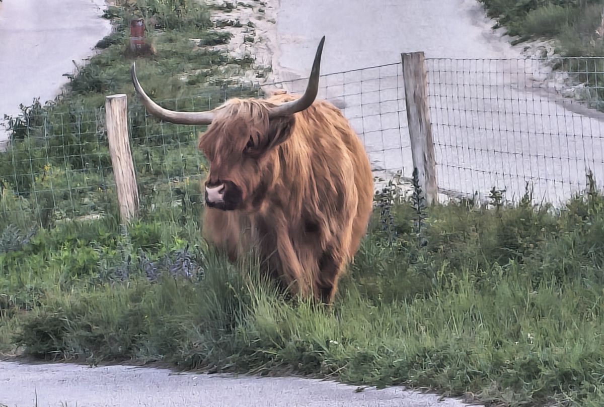 The Highlands in the Lowlands